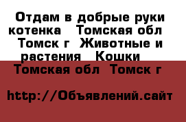 Отдам в добрые руки котенка - Томская обл., Томск г. Животные и растения » Кошки   . Томская обл.,Томск г.